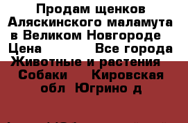 Продам щенков Аляскинского маламута в Великом Новгороде › Цена ­ 5 000 - Все города Животные и растения » Собаки   . Кировская обл.,Югрино д.